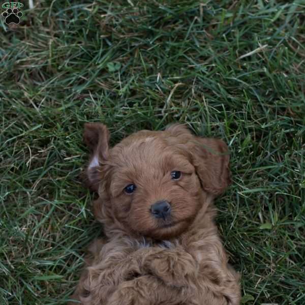 Mac, Mini Goldendoodle Puppy